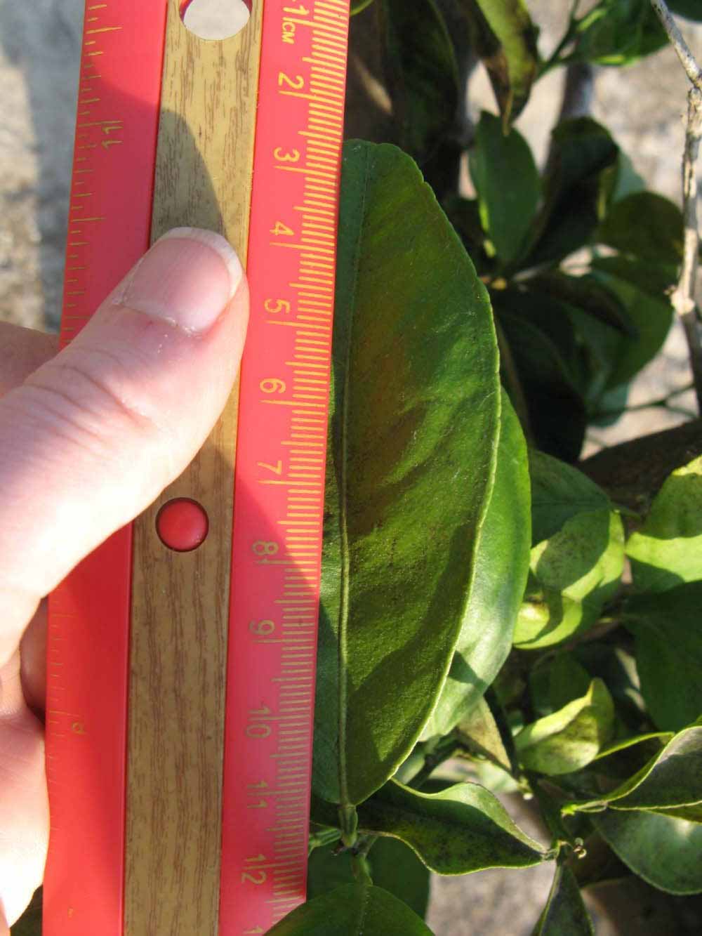            Unifoliolate leaf (Succari, Winter Haven, FL)   